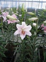 [1777 Lido 2N No02.JPG]